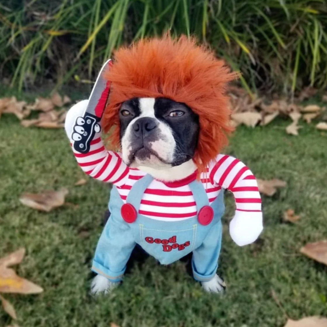 Spooky Halloween Dog Costume