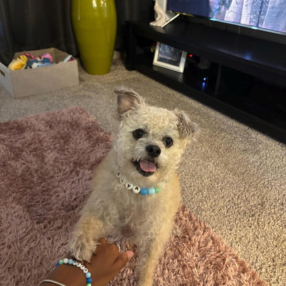 Cute Dog Collar + Free Matching Bracelet